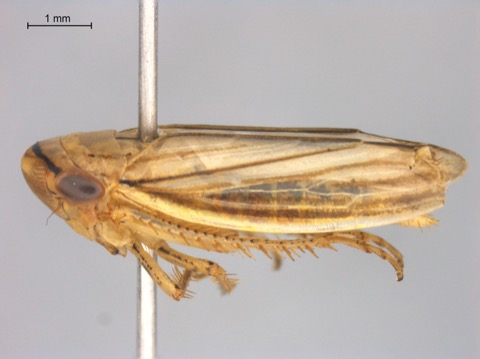 Athysanus argentarius